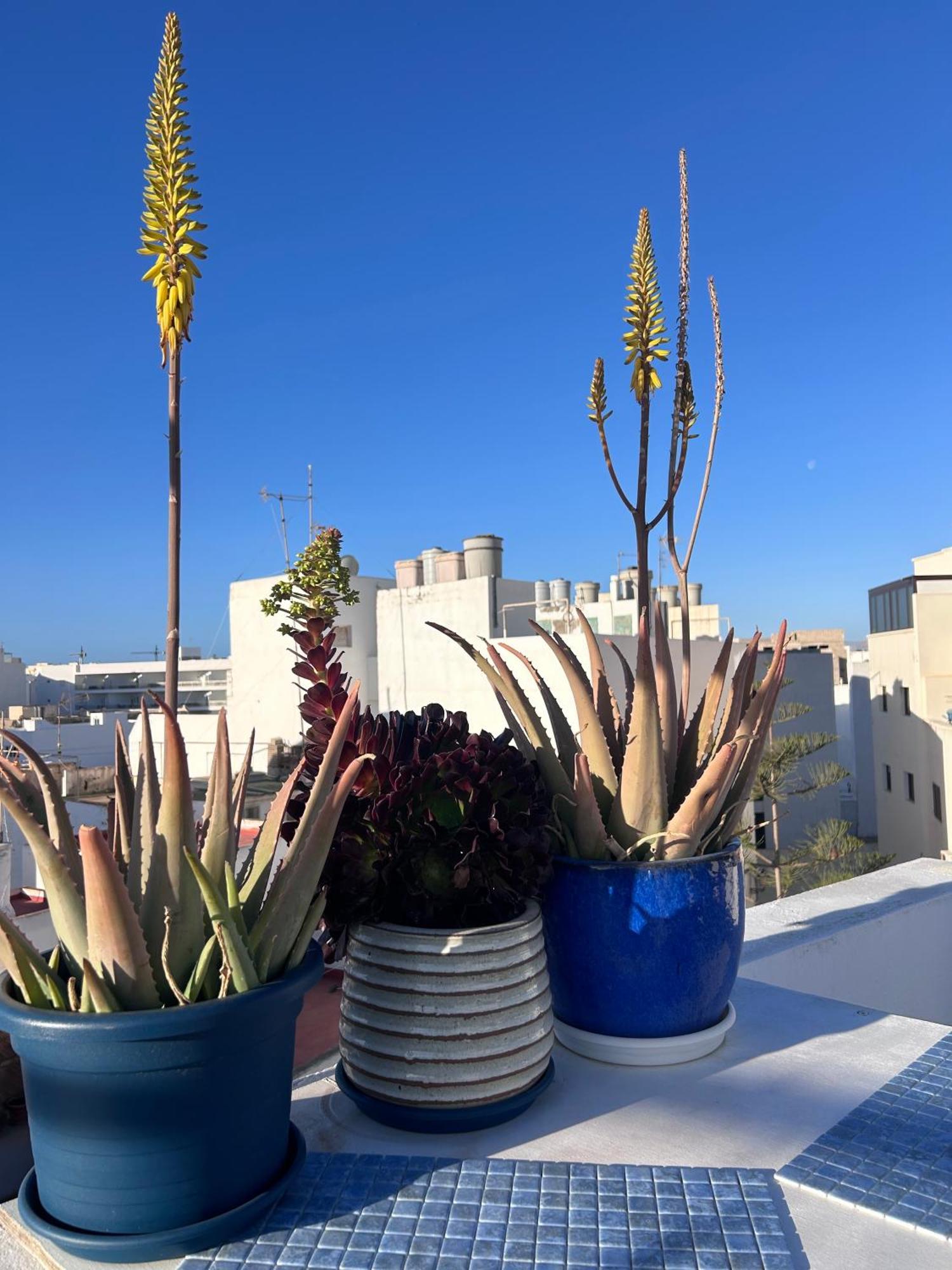 La Buganvilla Rooms Arrecife  Εξωτερικό φωτογραφία