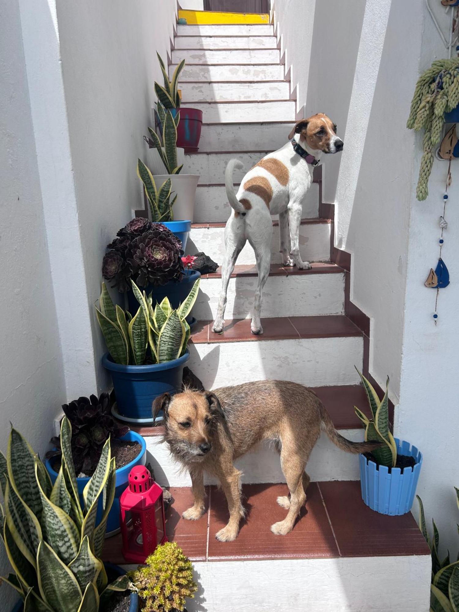 La Buganvilla Rooms Arrecife  Εξωτερικό φωτογραφία